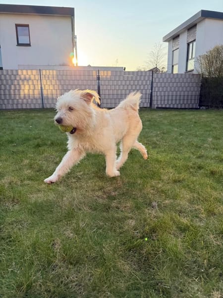 Gina sucht ein Zuhause