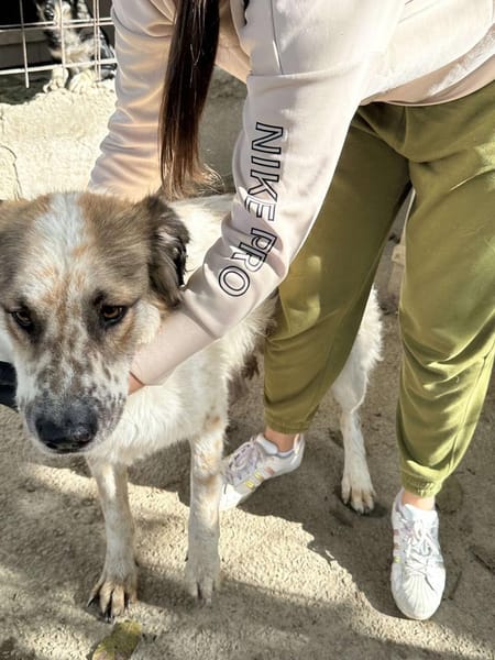 Gute-Laune-Hund 🐾❤ PIPPIN