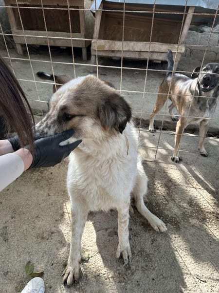 Gute-Laune-Hund 🐾❤ PIPPIN