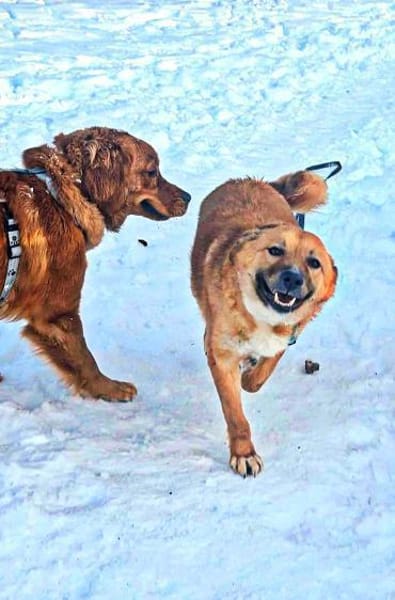 Dein neuer Begleiter