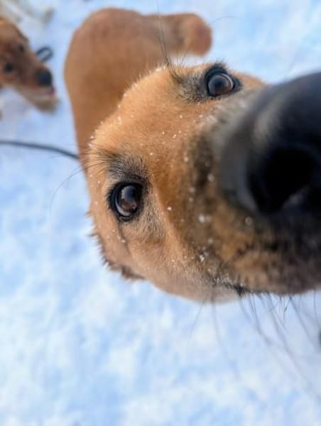 Dein neuer Begleiter