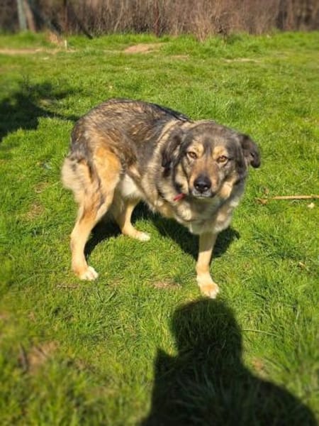 Dreibeiniger Barry sehr verschmust