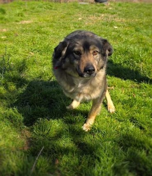 Dreibeiniger Barry sehr verschmust