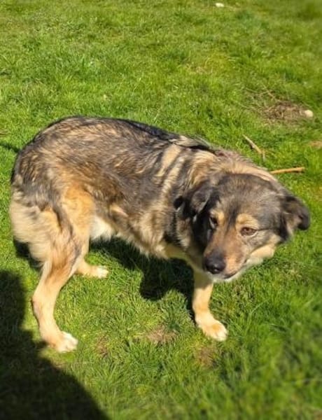 Dreibeiniger Barry sehr verschmust