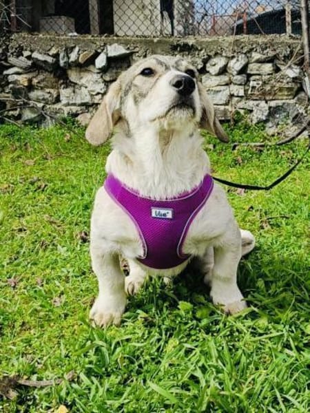 Basset Beagle mix Super freundlich