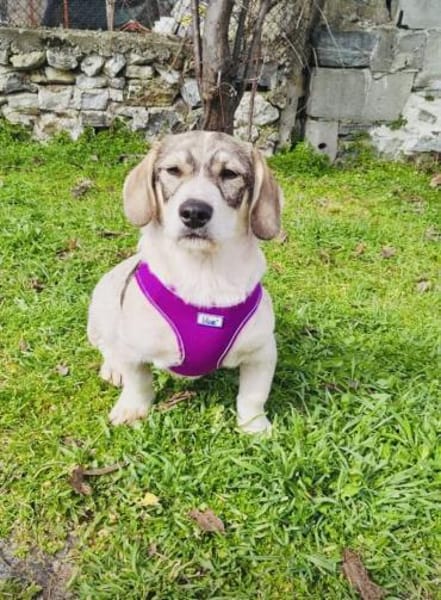 Basset Beagle mix Super freundlich