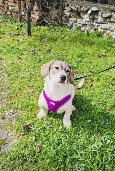 Basset Beagle mix Super freundlich
