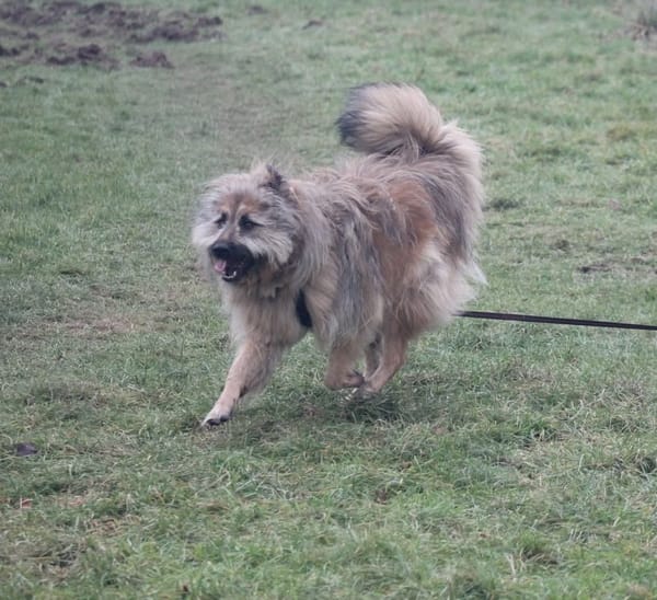 Biene sucht aktive Menschen