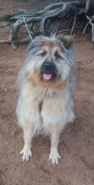 Biene sucht aktive Menschen