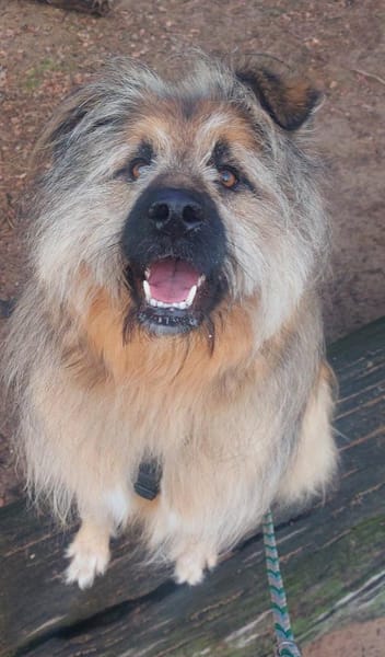 Biene sucht aktive Menschen