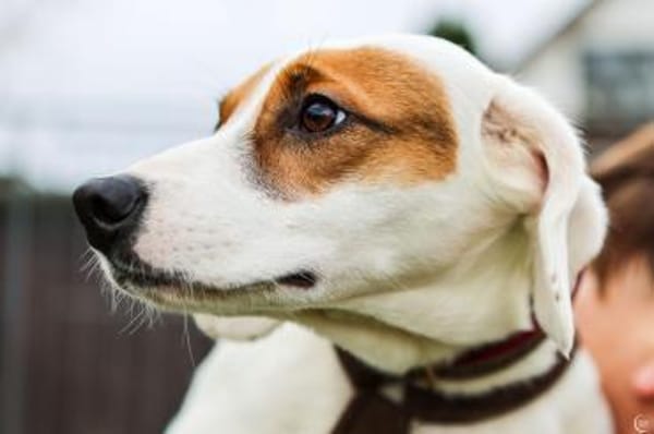 🐾 Alan  sensibler Junghund