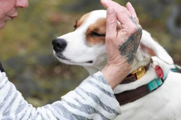 🐾 Alan  sensibler Junghund