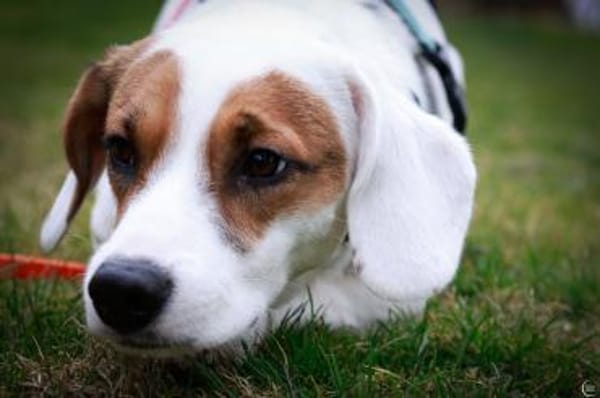 🐾 Alan  sensibler Junghund