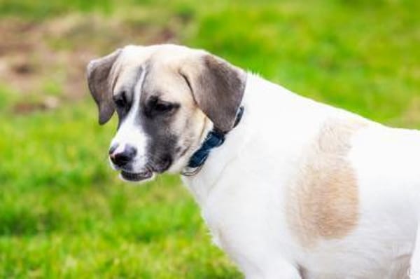 Jolie,  ausgeglichen und freundlich