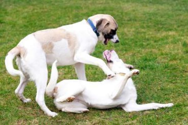 Jolie,  ausgeglichen und freundlich