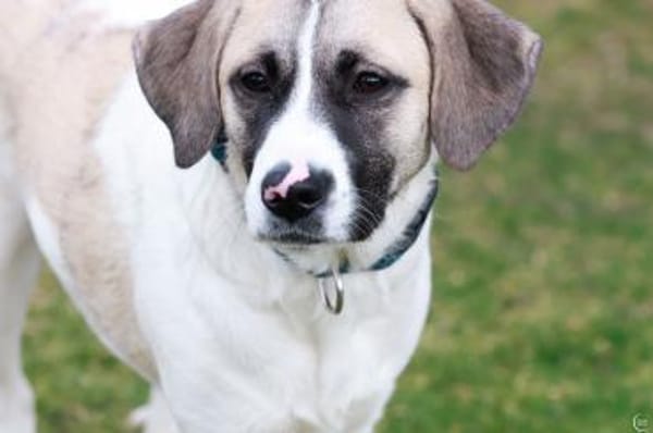 Jolie,  ausgeglichen und freundlich