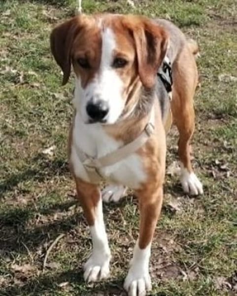 Bella sucht ein neues Zuhause