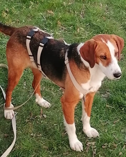 Bella sucht ein neues Zuhause