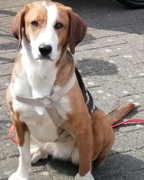 Bella sucht ein neues Zuhause