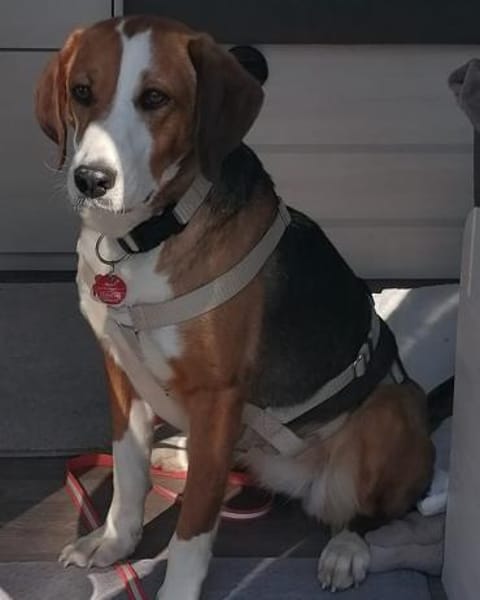 Bella sucht ein neues Zuhause