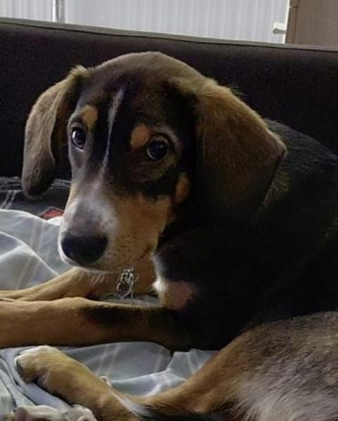 Ein junger Schatz sucht sein Zuhause