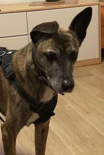 Cassie - freundliche und brave Hündin