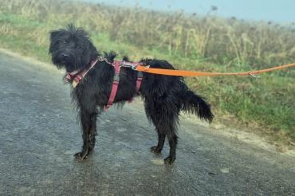 Zoe - wartet in 33154 Salzkotten