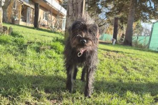 Zoe - wartet in 33154 Salzkotten