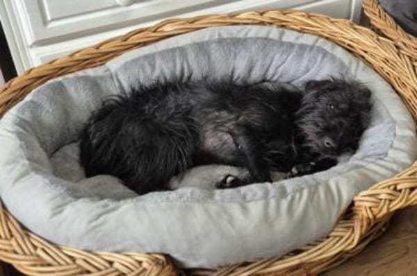 Zoe - wartet in 33154 Salzkotten