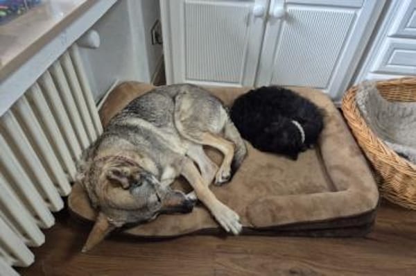 Zoe - wartet in 33154 Salzkotten