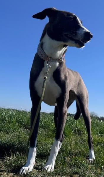 Amara die Zaubermaus / in 82284