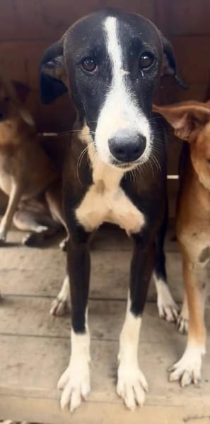 Amara die Zaubermaus / in 82284