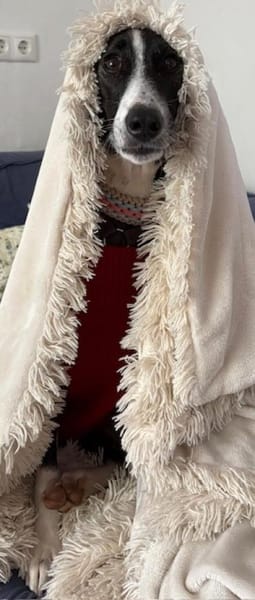 Amara die Zaubermaus / in 82284