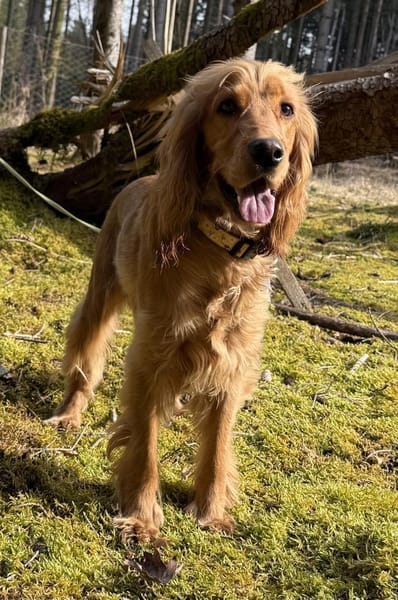 Bagle sucht seine Menschen in Bayern