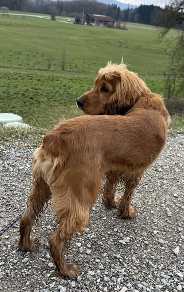 Bagle sucht seine Menschen in Bayern