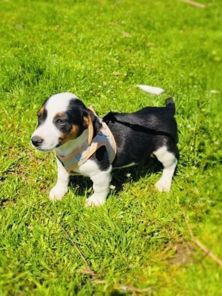 Cosmo sucht ein Körbchen