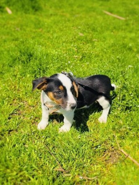 Cosmo sucht ein Körbchen