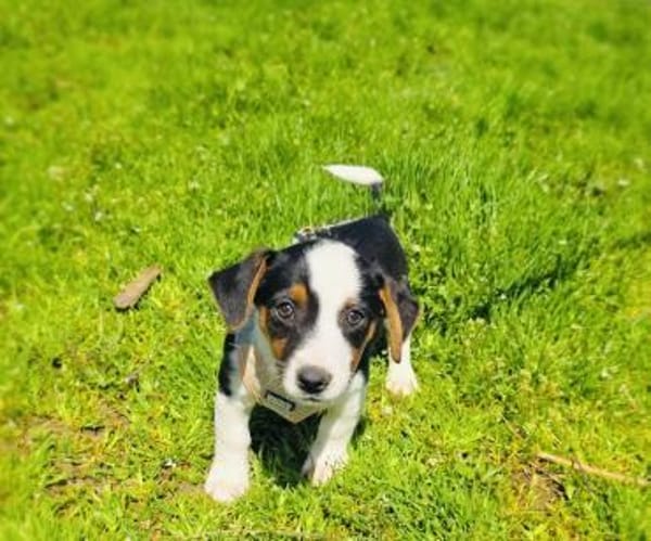 Cosmo sucht ein Körbchen