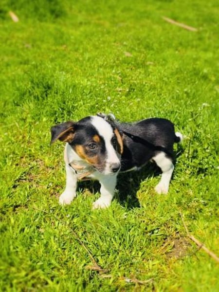 Cosmo sucht ein Körbchen