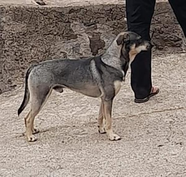 Bentor, ein freundlicher Rüde