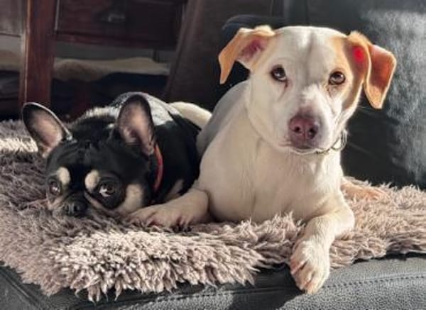 Manolo gibt nicht auf und sucht DIch