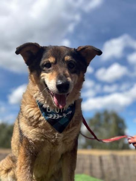 Briel- Freundlicher Mischlingsrüde