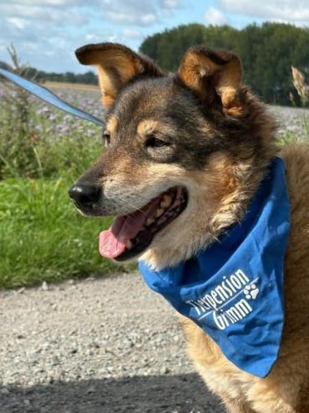 Briel- Freundlicher Mischlingsrüde