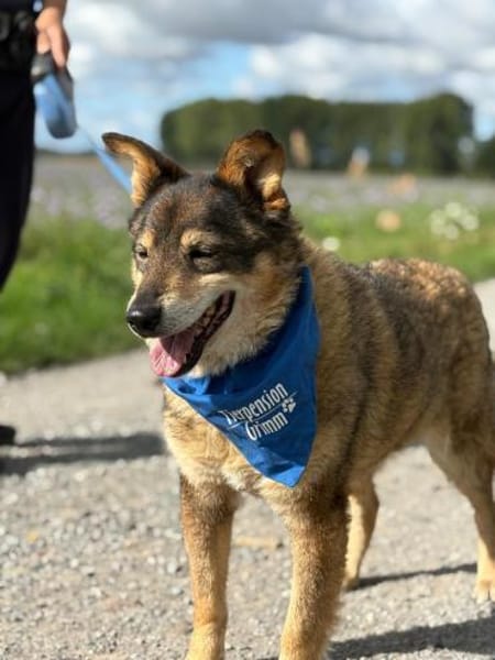 Briel- Freundlicher Mischlingsrüde