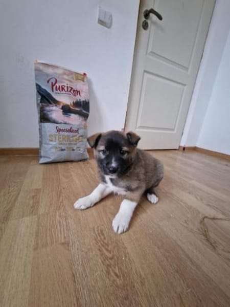 Timi, kleiner Hundemann sucht Zuhause