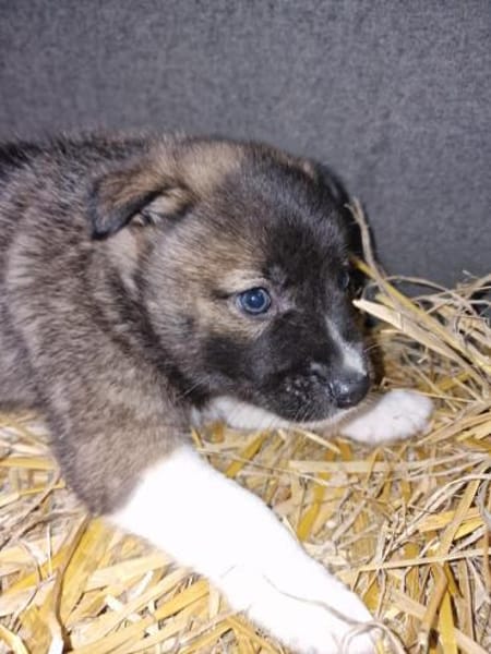 Timi, kleiner Hundemann sucht Zuhause