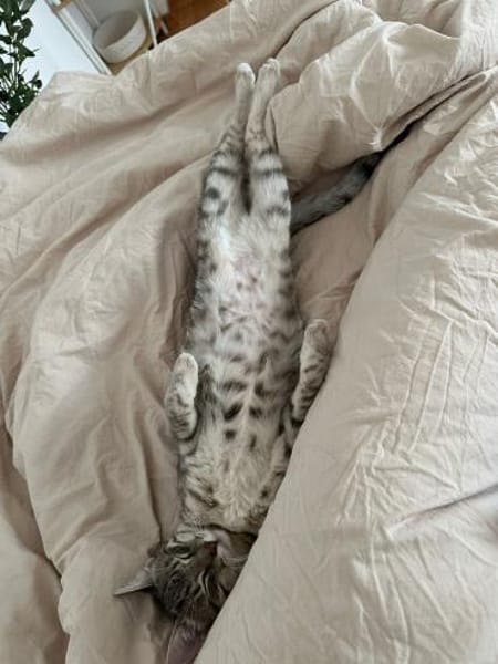 Naomi und Rodanthi aus dem Tierschutz