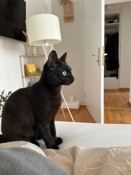 Naomi und Rodanthi aus dem Tierschutz