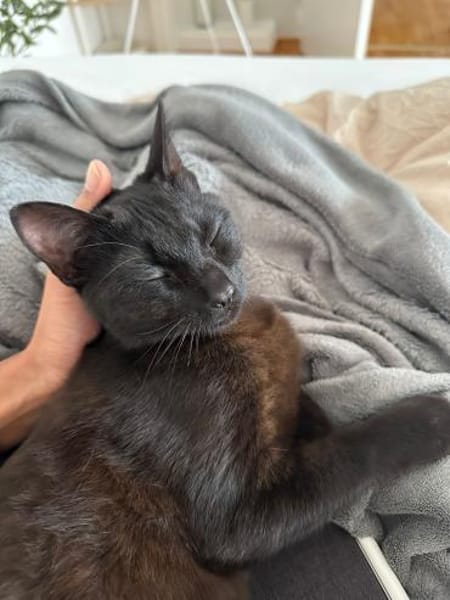 Naomi und Rodanthi aus dem Tierschutz