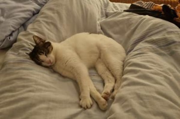 Akira 💗 wartet in 44809 Bochum